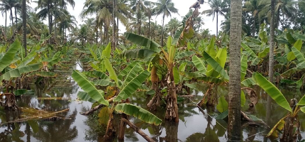 വിളകള്‍ വന്‍ തോതില്‍ നശിക്കുന്നു;  കര്‍ഷകര്‍ക്ക് ഇത്തവണ കണ്ണീരോണം