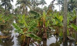 വിളകള്‍ വന്‍ തോതില്‍ നശിക്കുന്നു;  കര്‍ഷകര്‍ക്ക് ഇത്തവണ കണ്ണീരോണം