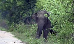 അട്ടപ്പാടിയില്‍ വീണ്ടും ഒറ്റയാന്‍ ഇറങ്ങി