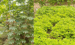 ഓണത്തിന് കുടുംബശ്രീയുടെ വിഷരഹിത പച്ചക്കറി ഓണത്തിന് കുടുംബശ്രീയുടെ വിഷരഹിത പച്ചക്കറി