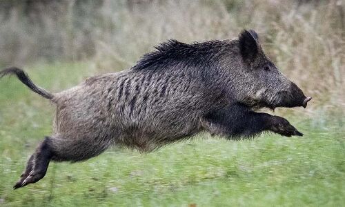 കാട്ടുപന്നി ഇടിച്ച് ബൈക്ക് യാത്രികന് ഗുരുതര പരിക്ക്