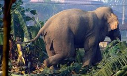 വന്യജീവി ആക്രമണം: അര്ഹരായവര്ക്ക് ആനുകൂല്യങ്ങള് ലഭ്യമാക്കാന് നടപടി വന്യജീവി ആക്രമണം: അര്ഹരായവര്ക്ക് ആനുകൂല്യങ്ങള് ലഭ്യമാക്കാന് നടപടി