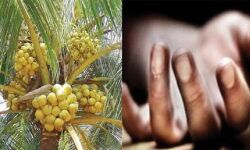 സ്‌കൂളിലേക്ക് പോകവെ ദേഹത്തേക്ക് തെങ്ങ് വീണു; നാല് കുട്ടികള്‍ക്ക് പരിക്ക്