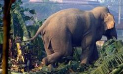 വന്യജീവി ആക്രമണം: അര്ഹരായവര്ക്ക് ആനുകൂല്യങ്ങള് ലഭ്യമാക്കാന് നടപടി വന്യജീവി ആക്രമണം: അര്ഹരായവര്ക്ക് ആനുകൂല്യങ്ങള് ലഭ്യമാക്കാന് നടപടി