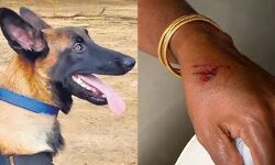 സ്വാതന്ത്ര്യദിന ആഘോഷത്തിനിടെ പോലിസ് നായ യുവതിയെ കടിച്ചു