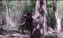 അട്ടപ്പാടി പൂതൂരിൽ വീണ്ടും കാട്ടാന ആക്രമണം: യുവാവ് കൊല്ലപ്പെട്ടു അട്ടപ്പാടി പൂതൂരിൽ വീണ്ടും കാട്ടാന ആക്രമണം: യുവാവ് കൊല്ലപ്പെട്ടു