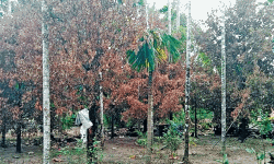 കുഴൂര്‍ ഗ്രാമപ്പഞ്ചായത്തില്‍ വെള്ളം കയറിയ സ്ഥലങ്ങളിലെ ജാതിമരങ്ങള്‍ ഉണങ്ങുന്നു