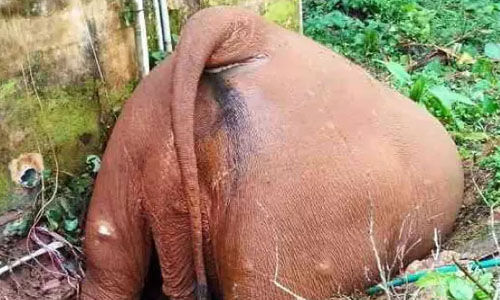 വെള്ളിക്കുളങ്ങരയില് സെപ്റ്റിക് ടാങ്കില്വീണ കാട്ടാന ചെരിഞ്ഞു വെള്ളിക്കുളങ്ങരയില് സെപ്റ്റിക് ടാങ്കില്വീണ കാട്ടാന ചെരിഞ്ഞു