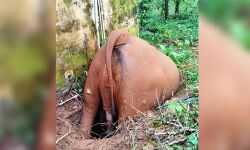 സെപ്റ്റിക് ടാങ്കില്‍ വീണ് കാട്ടാനയ്ക്ക് ദാരുണാന്ത്യം