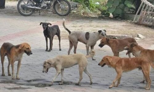 എബിസി പദ്ധതി: പാലക്കാട് ജില്ലയില്‍ മാത്രം വന്ധീകരിച്ചത് 47,825 തെരുവുനായ്ക്കളെ