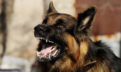 തൃശൂരില്‍ പേവിഷബാധയേറ്റ് വയോധിക മരിച്ചു