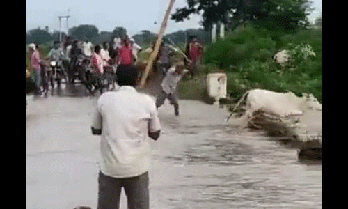 പശുക്കളെ കുത്തിയൊഴുകുന്ന നദിയില്‍ തള്ളി കര്‍ഷകര്‍ (വീഡിയോ)