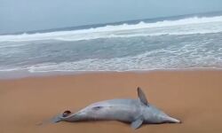 കഠിനംകുളത്ത് ഡോള്ഫിന് കരയ്ക്കടിഞ്ഞു കഠിനംകുളത്ത് ഡോള്ഫിന് കരയ്ക്കടിഞ്ഞു