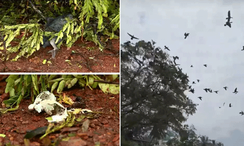 മരം മുറിച്ചപ്പോള് പക്ഷികള് ചത്ത സംഭവം: കരാറുകാര്ക്കെതിരേ കേസ് മരം മുറിച്ചപ്പോള് പക്ഷികള് ചത്ത സംഭവം: കരാറുകാര്ക്കെതിരേ കേസ്