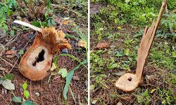 ഗുരുവായൂരപ്പന്‍ കോളജ് വളപ്പില്‍നിന്ന് ചന്ദനമരം മുറിച്ചു കടത്തി