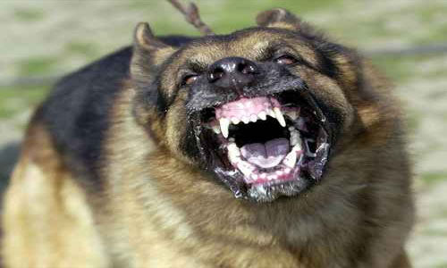 പേവിഷ ബാധ;പ്രതിരോധ കുത്തിവയ്പ്പ് എടുത്തിട്ടും 12 കാരിയുടെ നില ഗുരുതരം