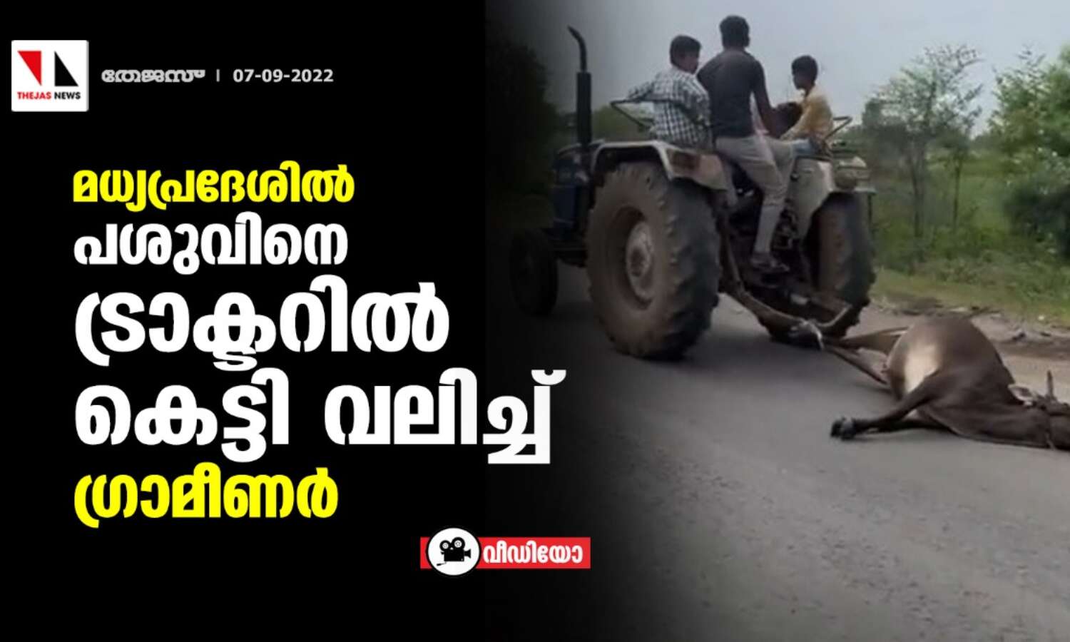 മധ്യപ്രദേശില് പശുവിനെ ട്രാക്ടറില് കെട്ടി വലിച്ച് ഗ്രാമീണര് (വീഡിയോ) മധ്യപ്രദേശില് പശുവിനെ ട്രാക്ടറില് കെട്ടി വലിച്ച് ഗ്രാമീണര് (വീഡിയോ)