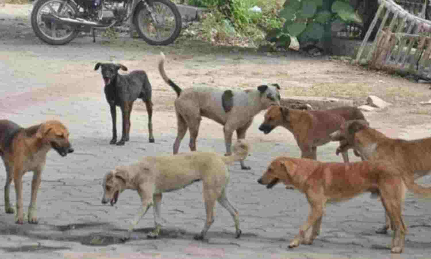 തെരുവ് നായ ആക്രമണം തുടരുന്നു; ഇന്ന് കടിയേറ്റത് പതിനൊന്ന് പേര്ക്ക് തെരുവ് നായ ആക്രമണം തുടരുന്നു; ഇന്ന് കടിയേറ്റത് പതിനൊന്ന് പേര്ക്ക്