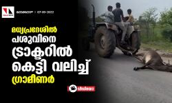 മധ്യപ്രദേശില്‍ പശുവിനെ ട്രാക്ടറില്‍ കെട്ടി വലിച്ച് ഗ്രാമീണര്‍ (വീഡിയോ)
