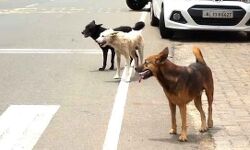 തെരുവുനായ ആക്രമണം വീണ്ടും; കാട്ടാക്കടയില്‍ കുട്ടികള്‍ ഉള്‍പ്പെടെ  നാലു പേര്‍ക്ക് കടിയേറ്റു