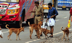 സംസ്ഥാനത്ത് തെരുവ് നായ ആക്രമണം തുടരുന്നു; ഇന്ന് പതിനൊന്ന് പേര്‍ക്ക് കടിയേറ്റു