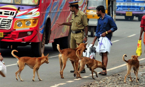 തെരുവുനായ്ക്കളെ കൊല്ലുന്നത് ക്രിമിനല്‍ കുറ്റം; മുന്നറിയിപ്പുമായി ഡിജിപിയുടെ സര്‍ക്കുലര്‍