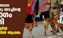 പേവിഷ പ്രതിരോധ വാക്‌സീന്‍ ഒരു ബാച്ചിന്റെ ഉപയോഗം നിര്‍ത്തി; കോള്‍ഡ് ചെയിന്‍ സംവിധാനത്തില്‍ ആശങ്ക