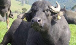 പേ വിഷബാധയുടെ ലക്ഷണങ്ങള്‍ പ്രകടിപ്പിച്ച പോത്ത് ചത്തു; പാമ്പാടിയില്‍ ജാഗ്രതാ നിര്‍ദേശം