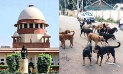 കേരളത്തിലെ തെരുവ് നായ ശല്യം: ഹരജി ഇന്ന് സുപ്രിംകോടതിയില് കേരളത്തിലെ തെരുവ് നായ ശല്യം: ഹരജി ഇന്ന് സുപ്രിംകോടതിയില്