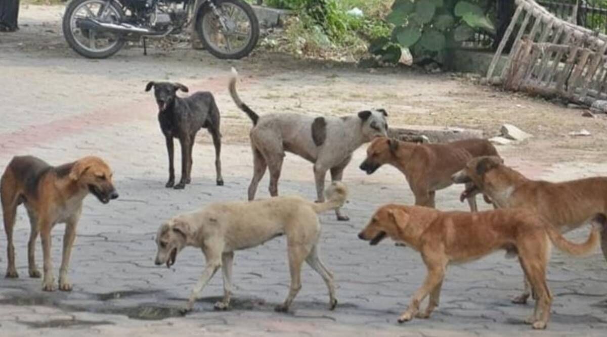 ശാസ്താംകോട്ടയില് സഞ്ചാരികള്ക്ക് നേരെ തെരുവ് നായ ആക്രമണം: പോലിസുകാരനും കുടുംബത്തിനും കടിയേറ്റു ശാസ്താംകോട്ടയില് സഞ്ചാരികള്ക്ക് നേരെ തെരുവ് നായ ആക്രമണം: പോലിസുകാരനും കുടുംബത്തിനും കടിയേറ്റു