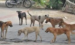 ശാസ്താംകോട്ടയില്‍ സഞ്ചാരികള്‍ക്ക് നേരെ തെരുവ് നായ ആക്രമണം: പോലിസുകാരനും കുടുംബത്തിനും കടിയേറ്റു