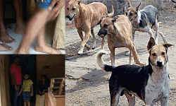 ശാസ്താംകോട്ടയില്‍ തെരുവ് നായ ആക്രമണം: ആറ് വയസ്സുകാരനടക്കം മൂന്ന് പേര്‍ക്ക് കടിയേറ്റു