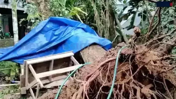 ചുഴലിക്കാറ്റ്: ചാലക്കുടിയില് വീടുകള്ക്കും കൃഷിയിടങ്ങള്ക്കും നാശനഷ്ടം ചുഴലിക്കാറ്റ്: ചാലക്കുടിയില് വീടുകള്ക്കും കൃഷിയിടങ്ങള്ക്കും നാശനഷ്ടം