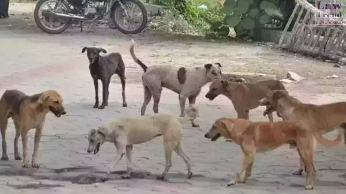 തെരുവ് നായ ശല്യം: പ്രതിരോധ പ്രവർത്തനങ്ങൾ ഏകോപിപ്പിക്കാൻ ജില്ലകൾ തോറും നാലംഗ സമിതി