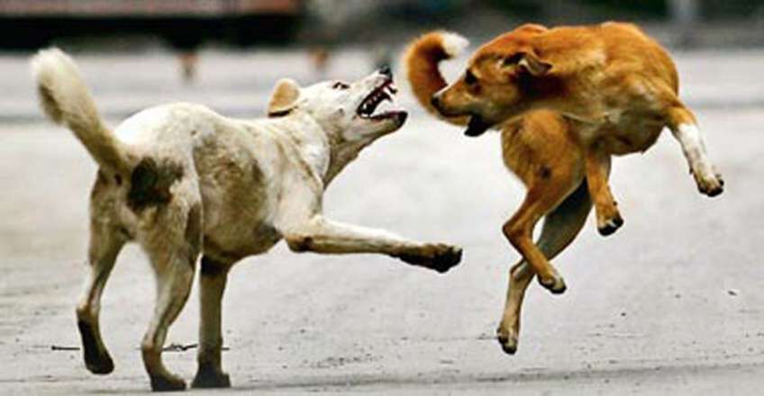 അട്ടപ്പാടിയില് മൂന്നു വയസ്സുകാരനെ കടിച്ച നായയ്ക്ക് പേവിഷബാധ അട്ടപ്പാടിയില് മൂന്നു വയസ്സുകാരനെ കടിച്ച നായയ്ക്ക് പേവിഷബാധ