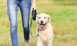 വളര്‍ത്തുമൃഗങ്ങള്‍ക്ക് രജിസ്‌ട്രേഷന്‍ നിര്‍ബന്ധമാക്കി ഡല്‍ഹി കോര്‍പറേഷന്‍