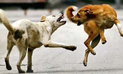 അട്ടപ്പാടിയില്‍ മൂന്നു വയസ്സുകാരനെ കടിച്ച നായയ്ക്ക് പേവിഷബാധ