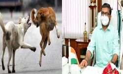 തെരുവുനായ ശല്യം;തദ്ദേശവകുപ്പ് മന്ത്രി വിളിച്ച യോഗം ഇന്ന് തെരുവുനായ ശല്യം;തദ്ദേശവകുപ്പ് മന്ത്രി വിളിച്ച യോഗം ഇന്ന്