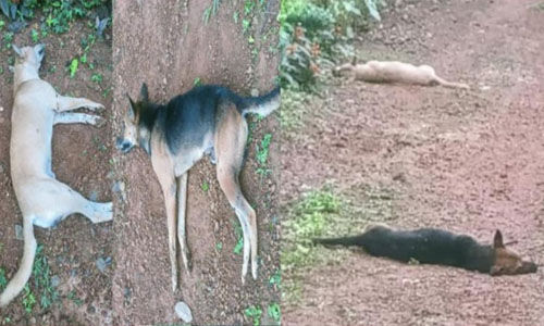 കോട്ടയത്ത് തെരുവു നായകള് കൂട്ടത്തോടെ ചത്ത സംഭവം;പോലിസ് കേസെടുത്തു കോട്ടയത്ത് തെരുവു നായകള് കൂട്ടത്തോടെ ചത്ത സംഭവം;പോലിസ് കേസെടുത്തു