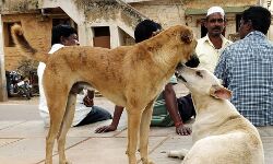 തെരുവ് നായ പ്രശ്‌നം: സംസ്ഥാനത്തെ തദ്ദേശ സ്ഥാപനങ്ങള്‍ തീവ്രവാക്‌സിനേഷന്‍ ഡ്രൈവ് ആരംഭിക്കുന്നു