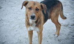 പേവിഷബാധ: രോഗലക്ഷണങ്ങളും ചികില്‍സയും