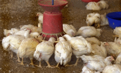 കോഴി വില്പ്പന കേന്ദ്രത്തിലെ ദുര്ഗന്ധം: പരാതി പരിശോധിക്കണമെന്ന് മനുഷ്യാവകാശ കമ്മീഷന് കോഴി വില്പ്പന കേന്ദ്രത്തിലെ ദുര്ഗന്ധം: പരാതി പരിശോധിക്കണമെന്ന് മനുഷ്യാവകാശ കമ്മീഷന്