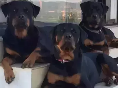 വളര്‍ത്തുനായ്ക്കളില്‍ രണ്ട് ലക്ഷം പേവിഷ പ്രതിരോധ കുത്തിവെപ്പുകള്‍ പൂര്‍ത്തിയാക്കി