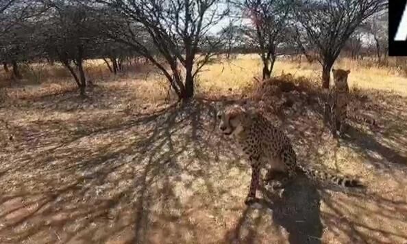 നമീബിയയില്‍നിന്നുളള 8 ചീറ്റപ്പുലികള്‍ ഇന്നെത്തും