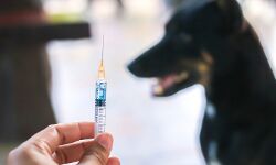 പേ വിഷബാധ: വനിതാ ഹോമിയോ ഡോക്ടര്‍ മരിച്ചു