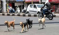 തെരുവ്‌നായ വിഷയത്തില്‍ അവലംബിക്കുന്നത് ശാസ്ത്രീയവും പ്രായോഗികവുമായ മാര്‍ഗങ്ങളെന്ന് സര്‍ക്കാര്‍