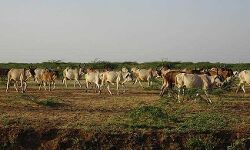 മഹാരാഷ്ട്രയില്‍ ലംപി ത്വക്ക് രോഗം പടരുന്നു; രോഗബാധ കണ്ടെത്തിയത് 25 ജില്ലകളില്‍