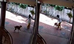 കോട്ടയത്ത് യുവതിയെ തെരുവ് നായ വീട്ടില്‍ കയറി ആക്രമിച്ചു; ശരീരത്തില്‍ 38ലെറെ മുറിവുകള്‍