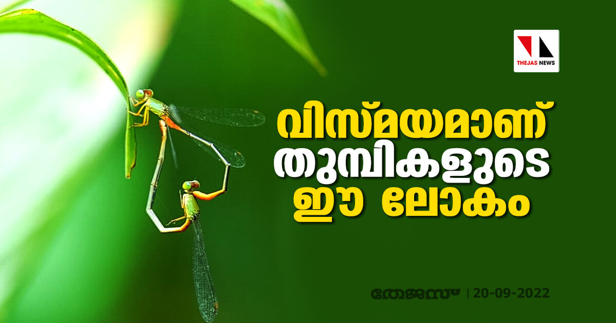 വിസ്മയമാണ് തുമ്പികളുടെ ഈ ലോകം