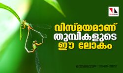വിസ്മയമാണ് തുമ്പികളുടെ ഈ ലോകം